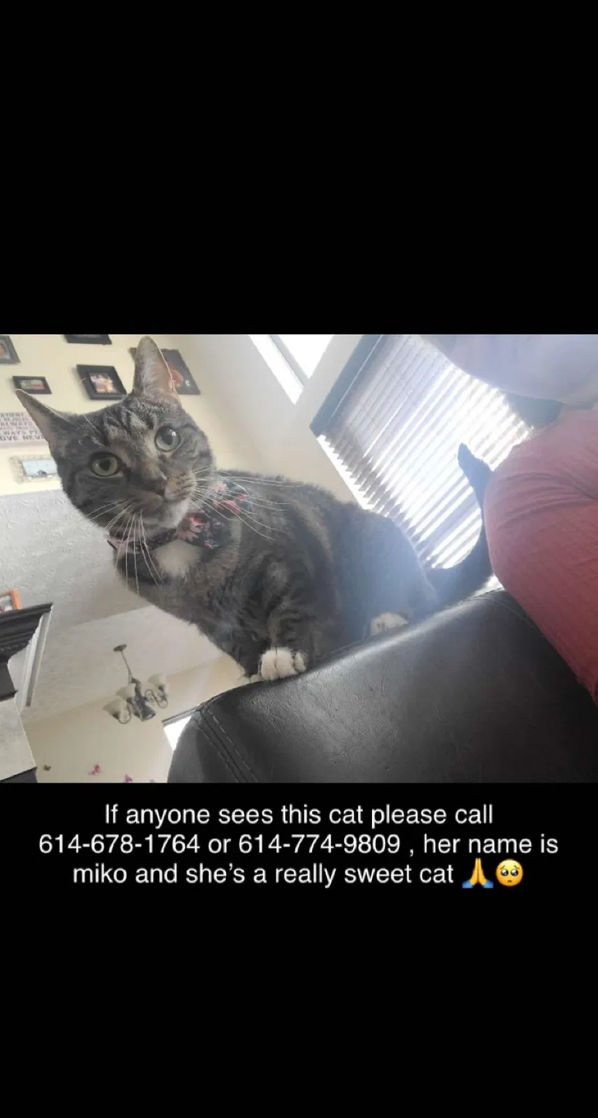 Lost cat in Westerville, OH, 43082