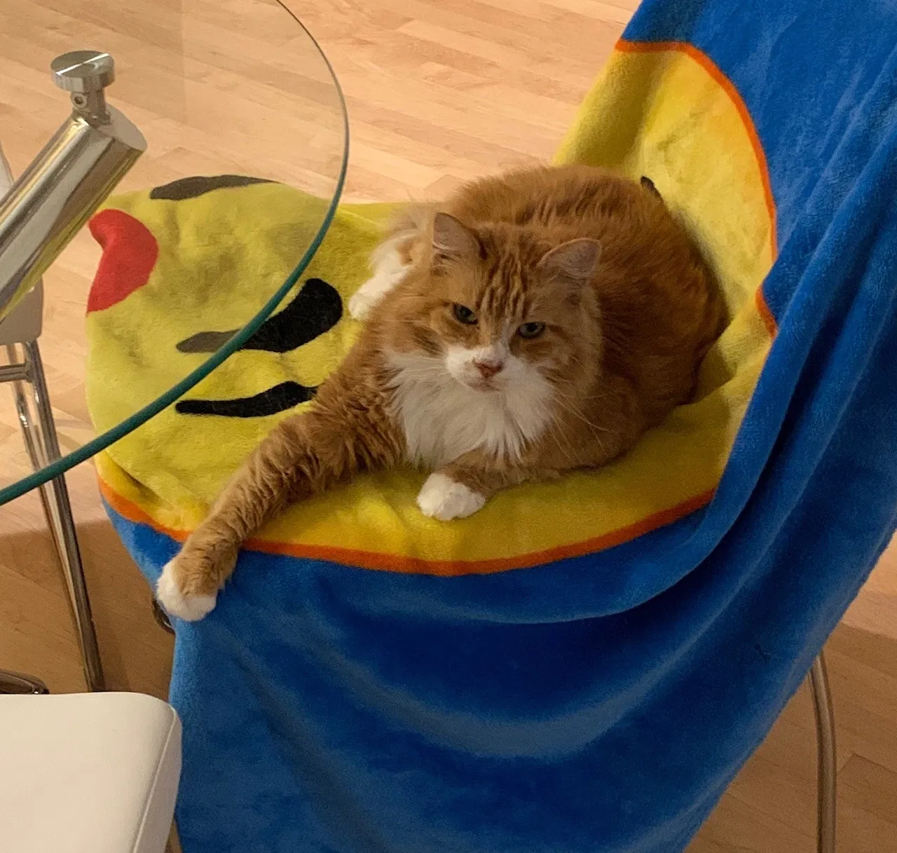 Lost cat in Bonney Lake, WA, 98391
