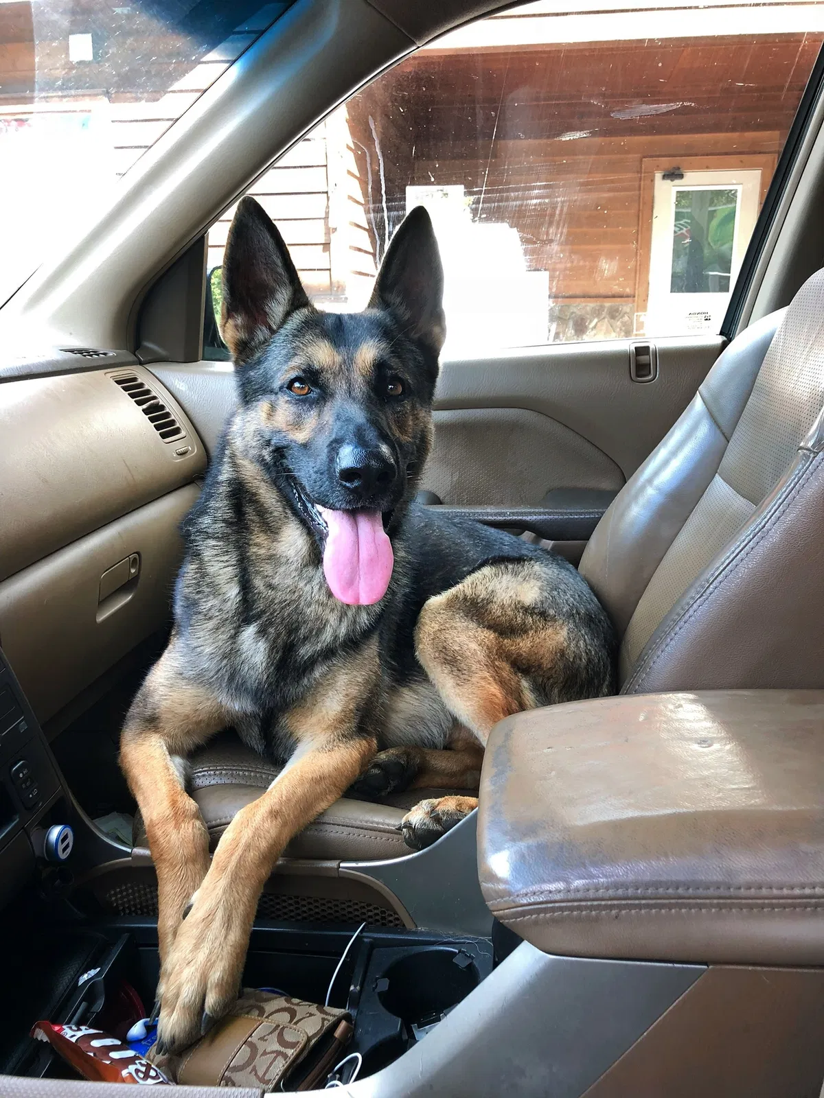 Lost dog in Greenwood, MS, 38930