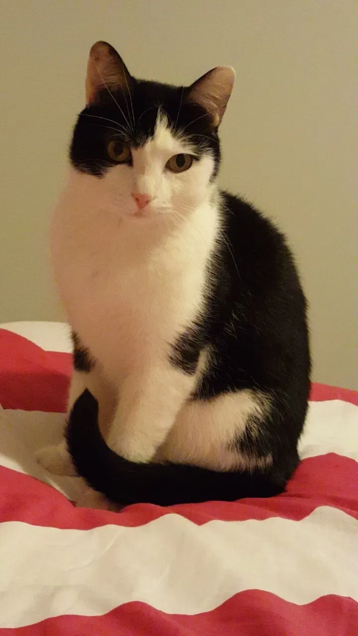 Lost cat in Gallatin, TN, 37066