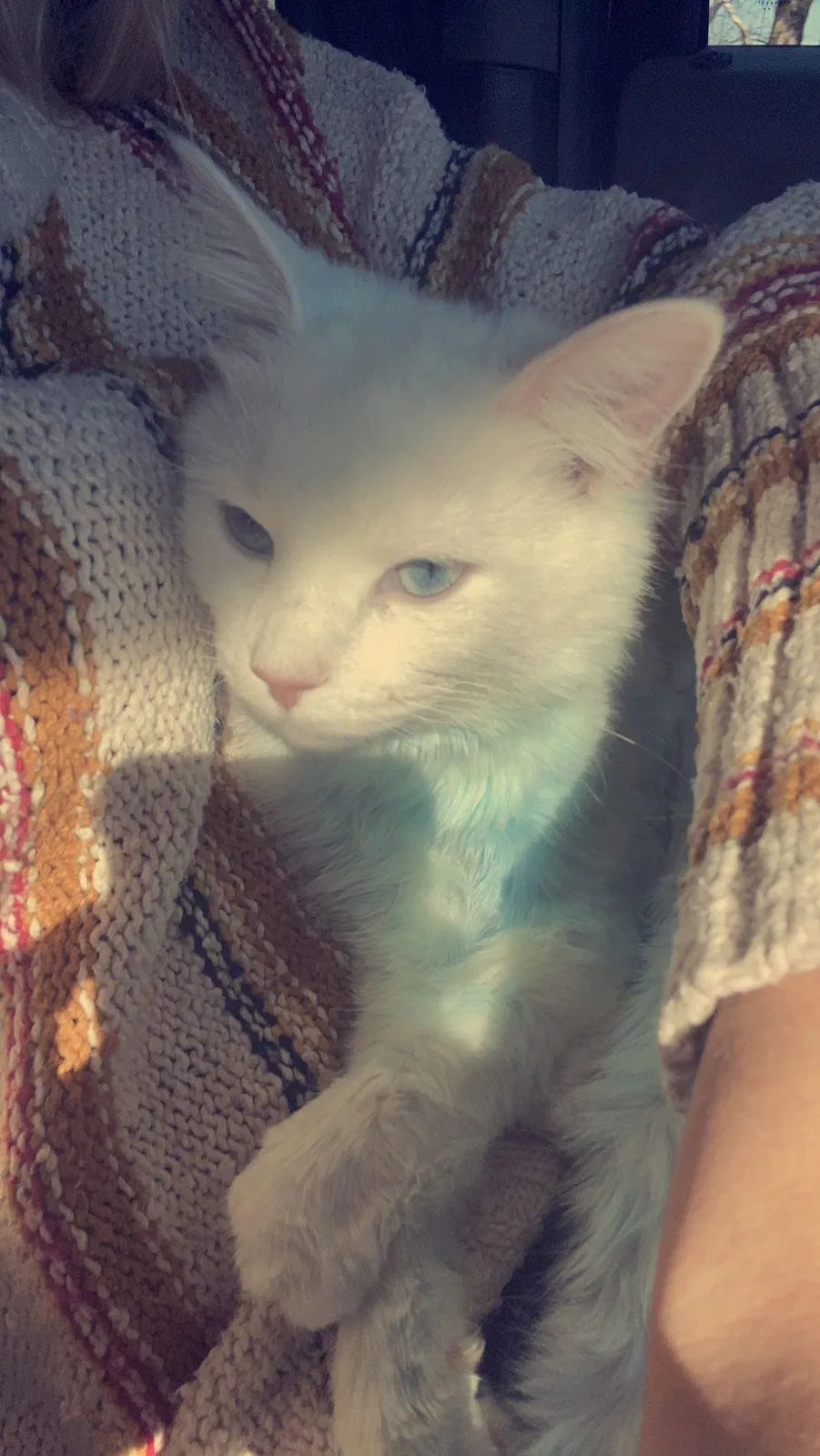 Lost cat in Murrells Inlet, SC, 29576