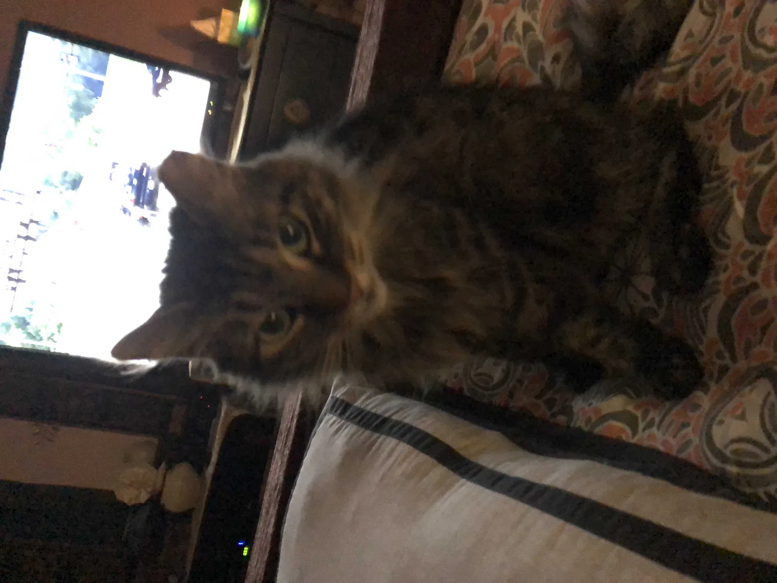 Lost cat in Coram, NY, 11727