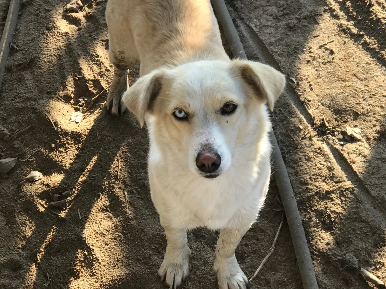 Found dog in Del Rey, CA, 93616