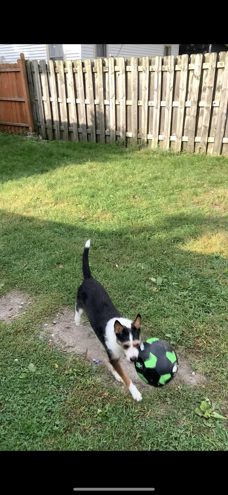 Lost dog in Grand Rapids, MI, 49507