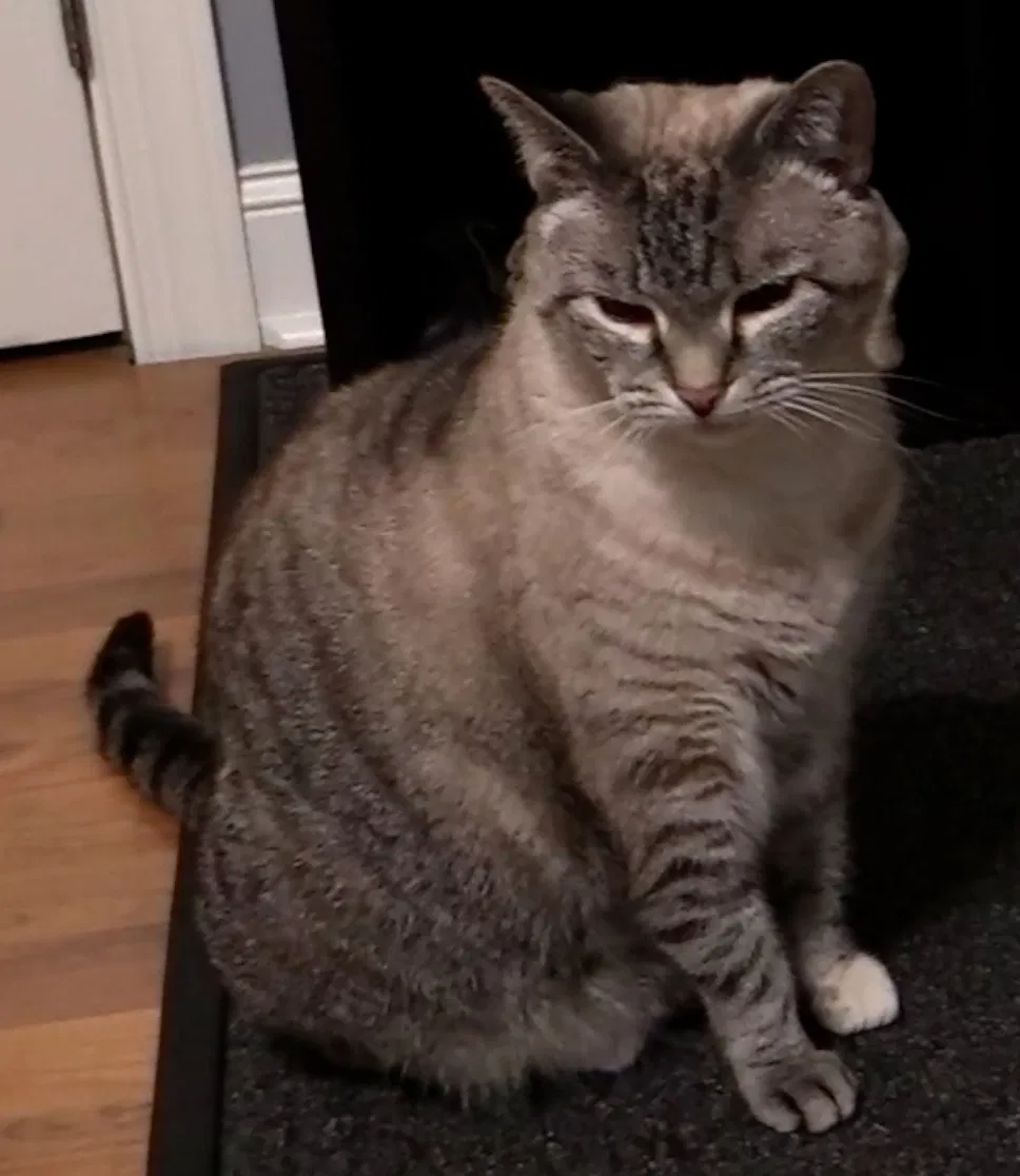 Lost cat in Midland, GA, 31820