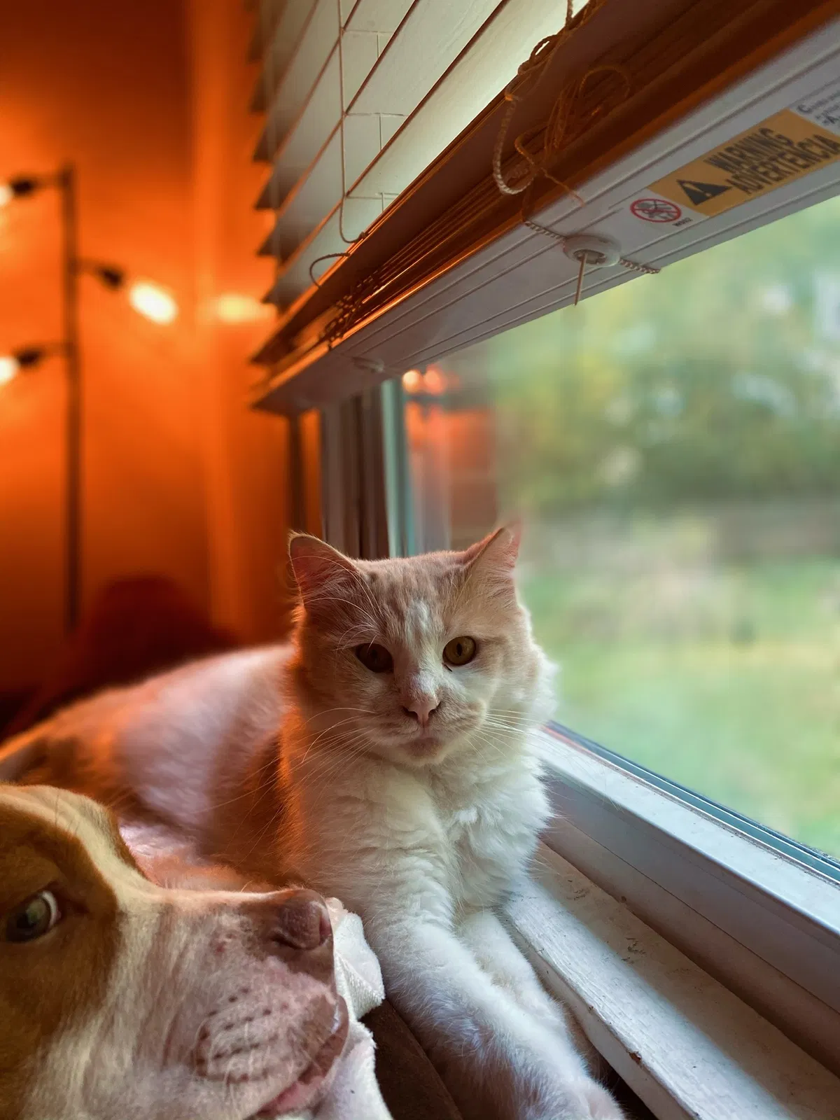 Lost cat in Antioch, TN, 37013