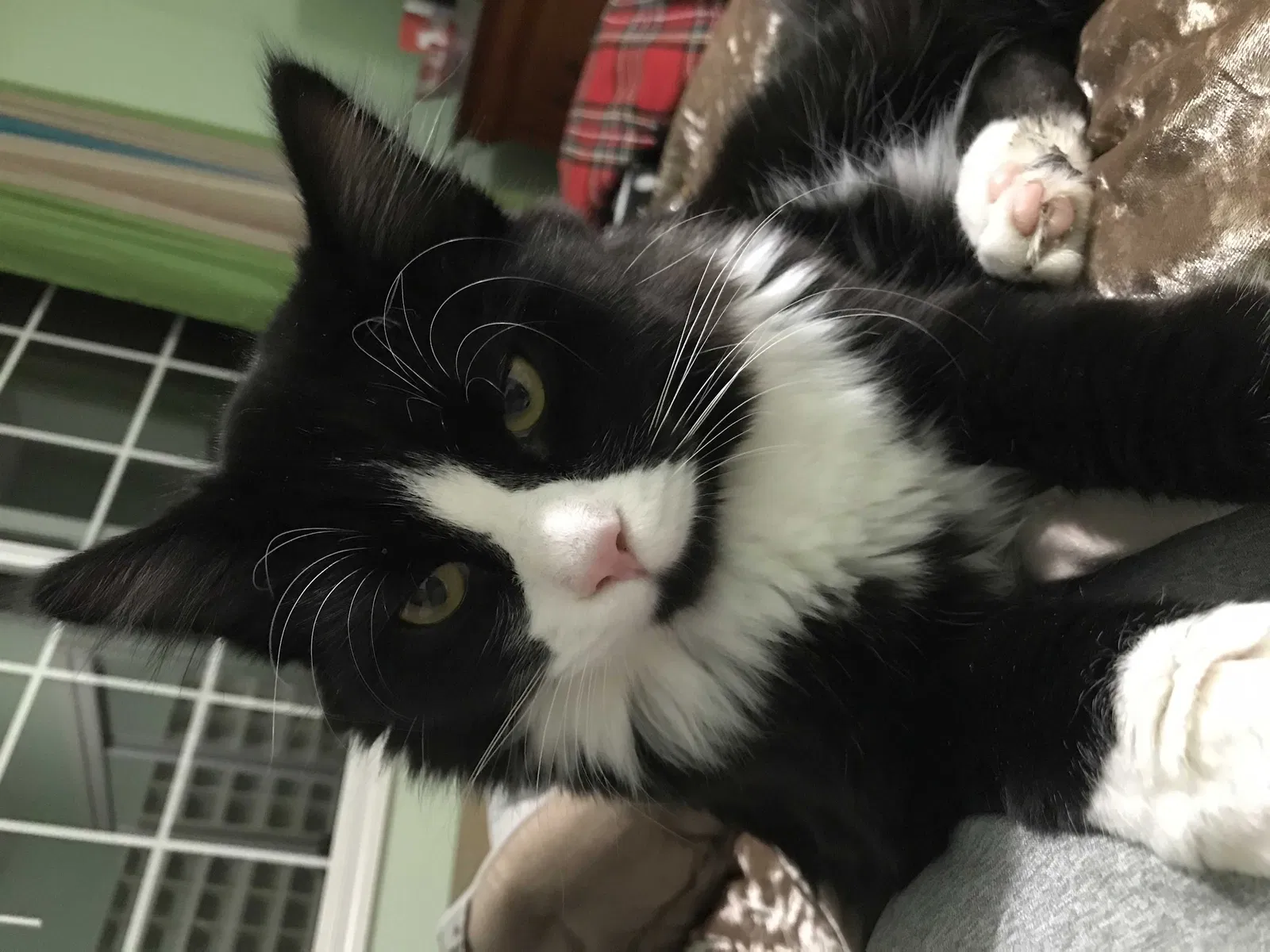 Lost cat in Redmond, WA, 98052