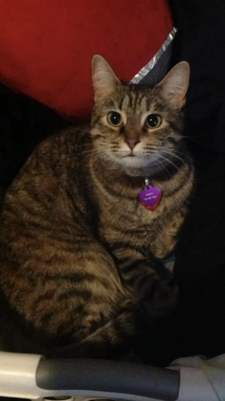 Lost cat in Augusta, GA, 30907