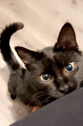 Lost cat in Dahlonega, GA, 30533
