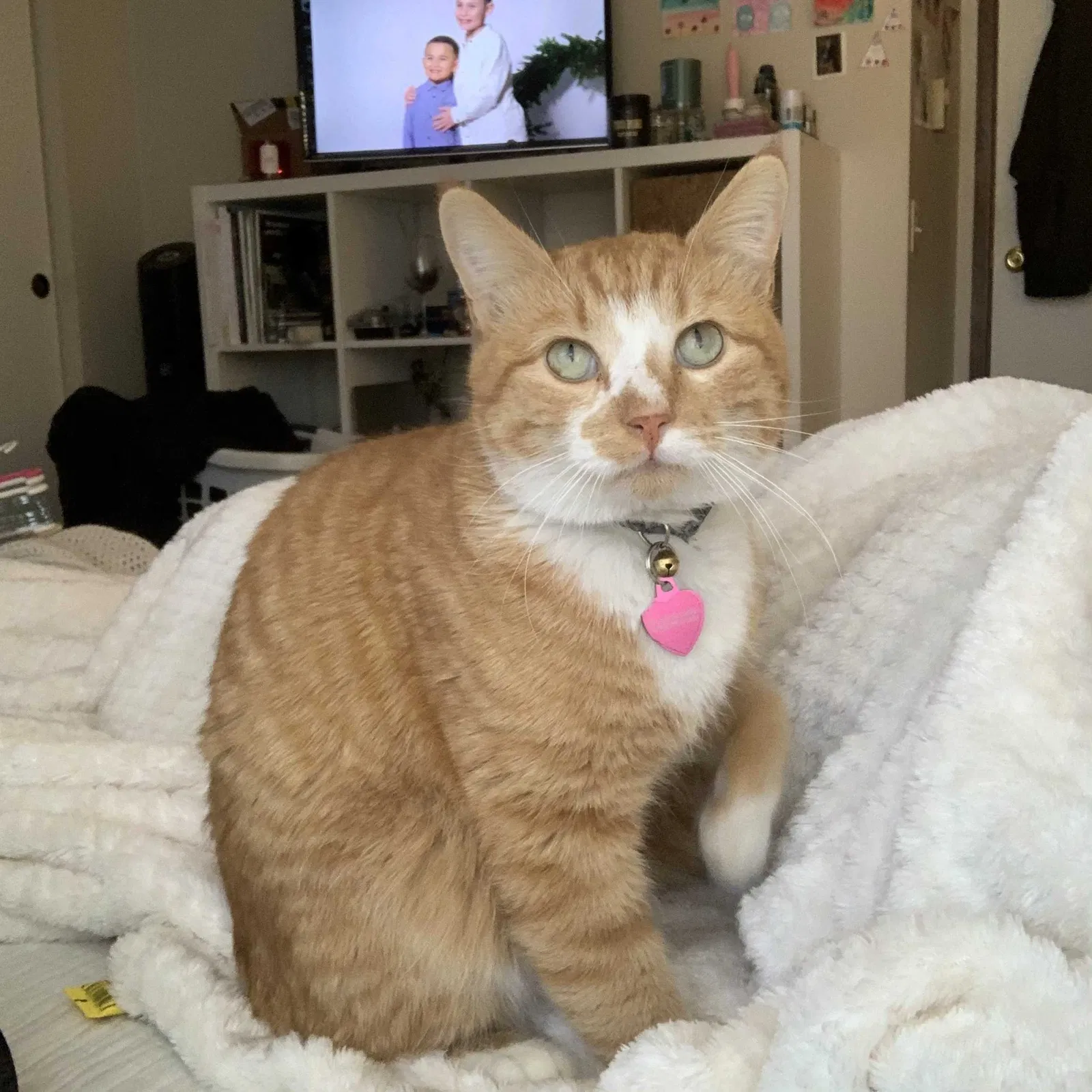 Lost cat in San Diego, CA, 92108