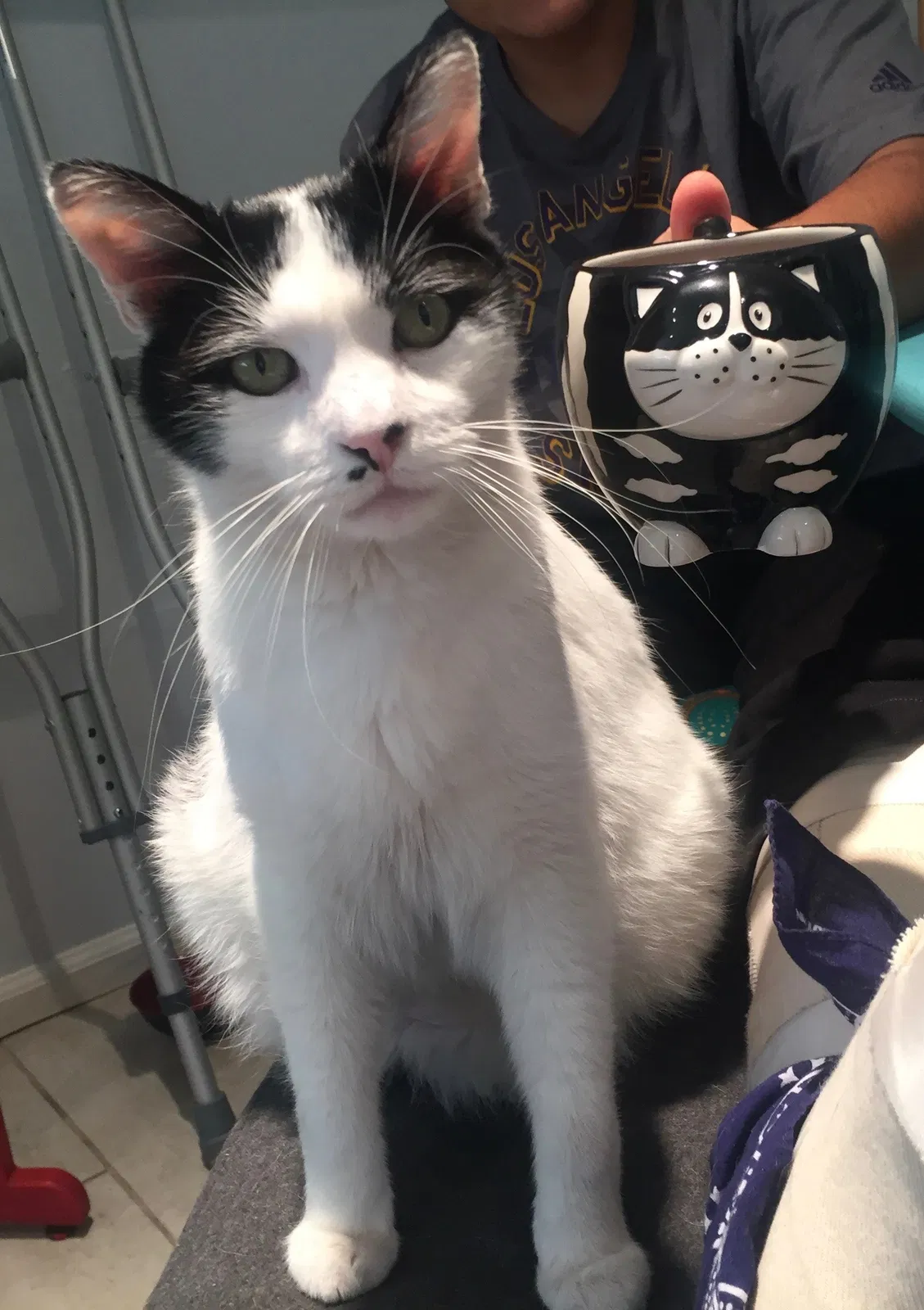 Lost cat in Los Angeles, CA, 90022