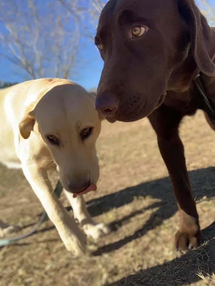 Lost dog in Bigfoot, TX, 78005