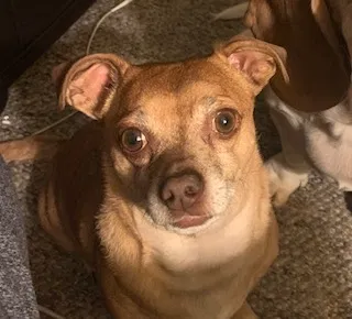 Lost dog in Tacoma, WA, 98404