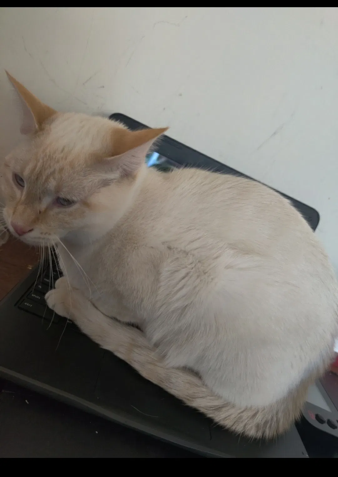Lost cat in Apple Valley, CA, 92308