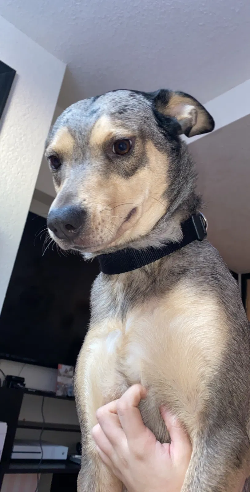 Lost dog in Bailey, CO, 80421