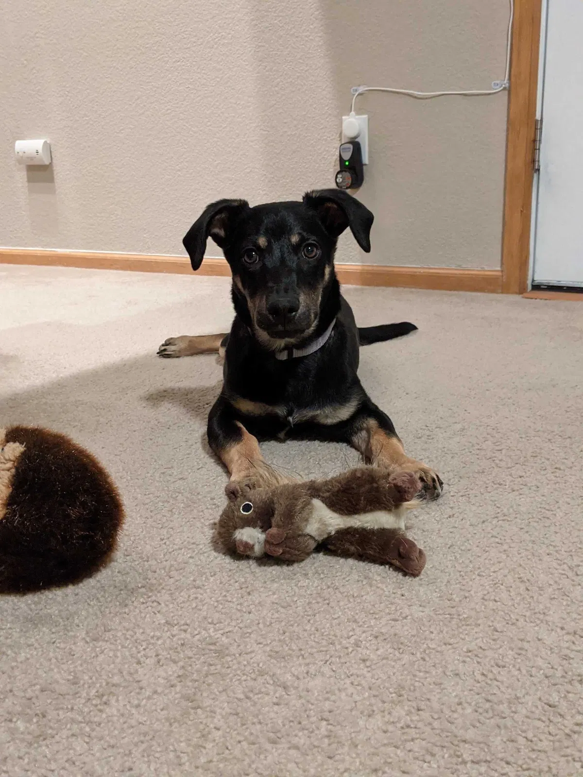 Lost dog in Englewood, CO, 80112