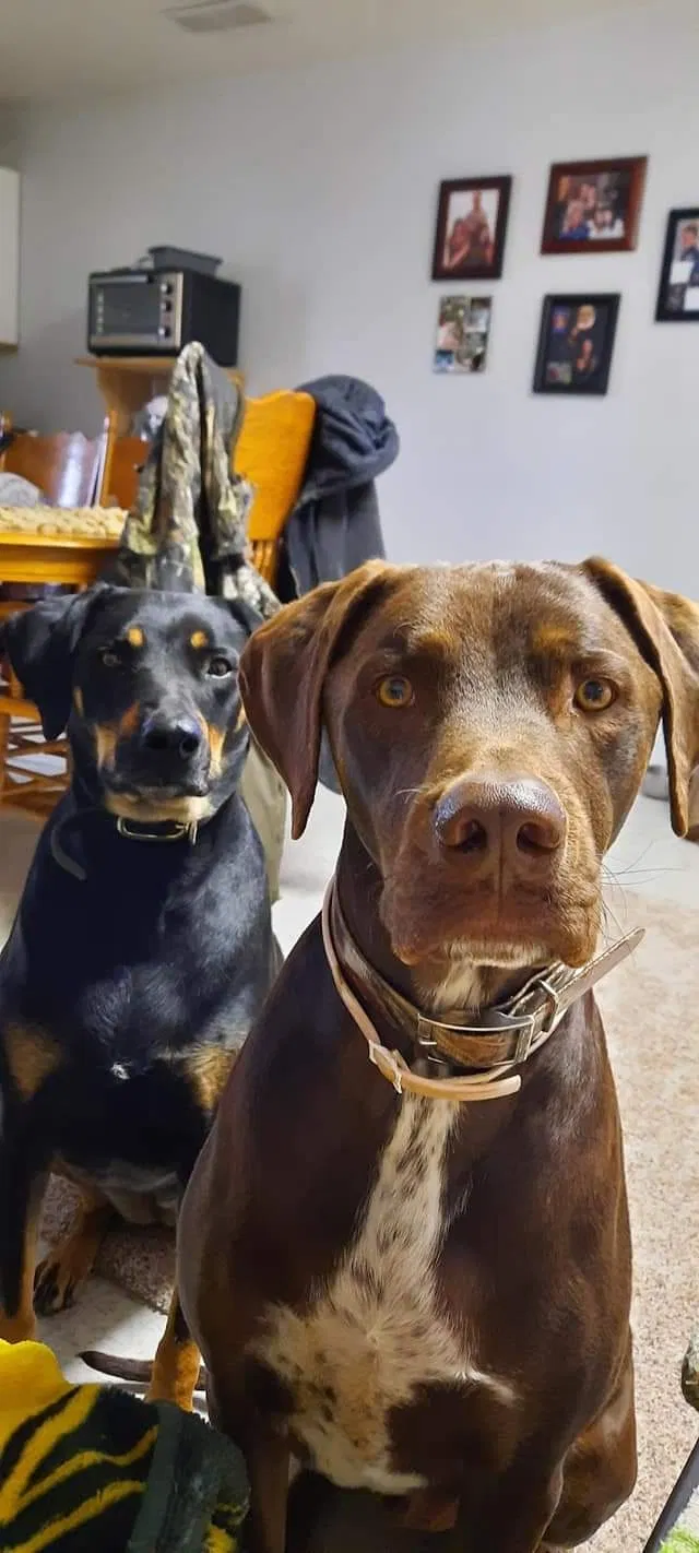 Lost dog in Los Lunas, NM, 87031