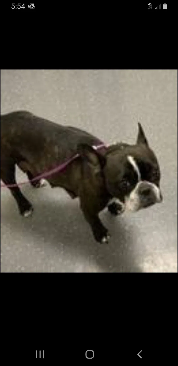 Lost dog in Albuquerque, NM, 87106