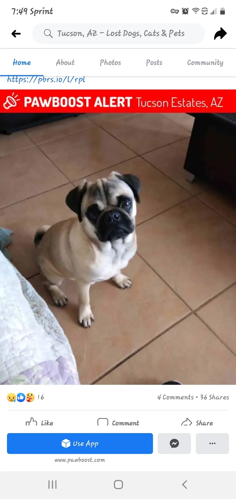 Lost dog in Tucson, AZ, 85757