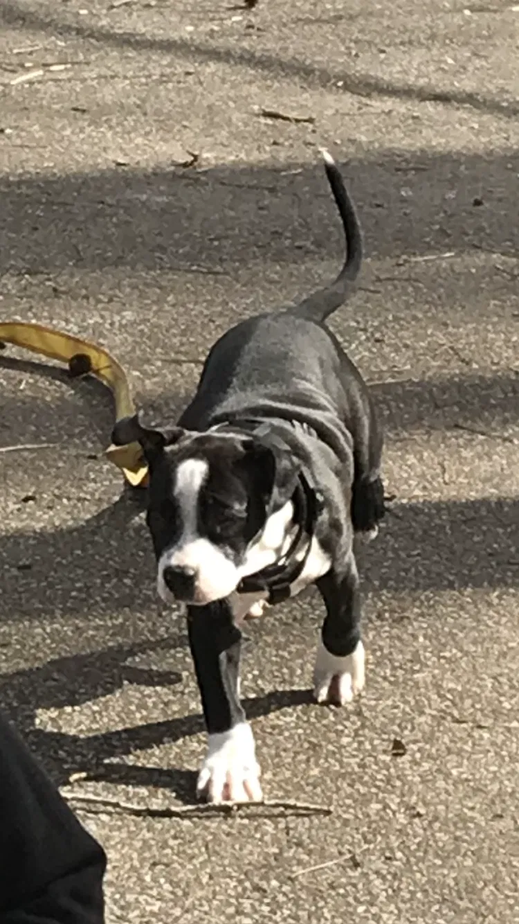 Lost dog in Olive Branch, MS, 38654