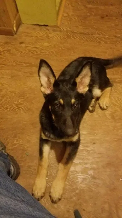 Lost dog in Downing, WI, 54734