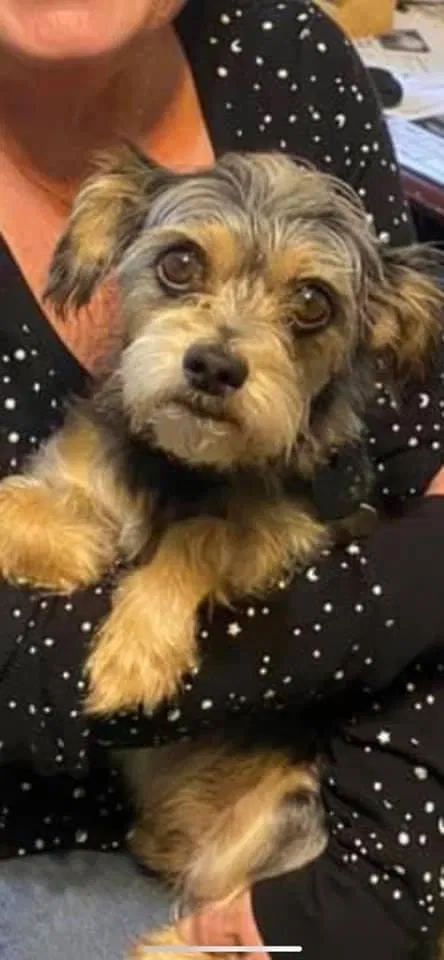 Lost dog in South Mills, NC, 27976