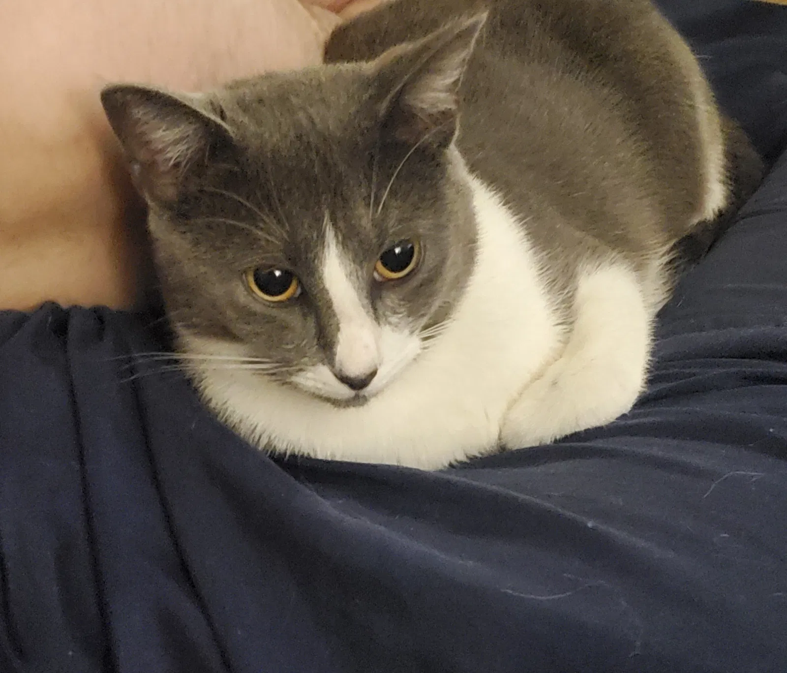 Lost cat in Duncanville, TX, 75137