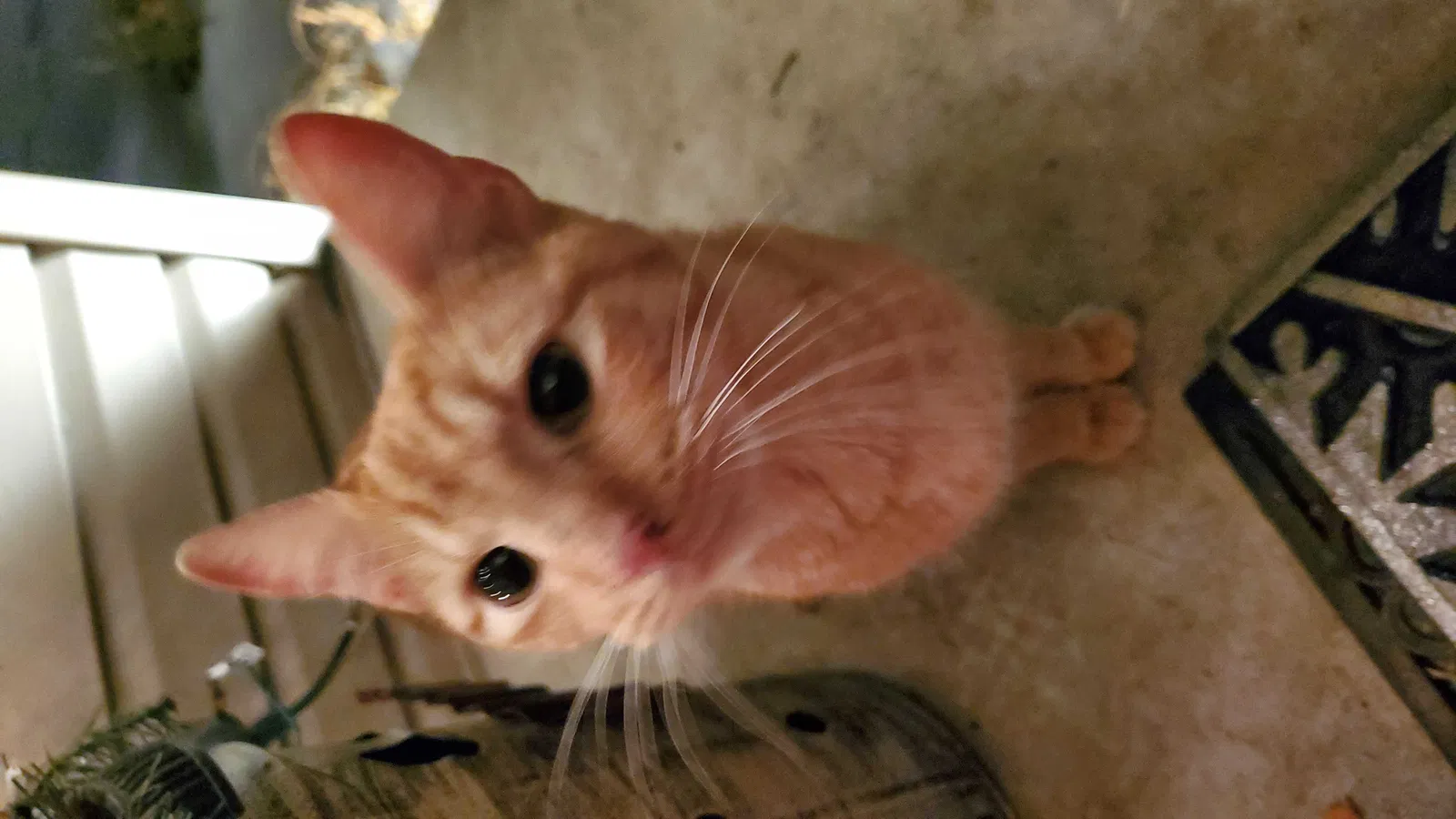 Found cat in Louisville, OH, 44641