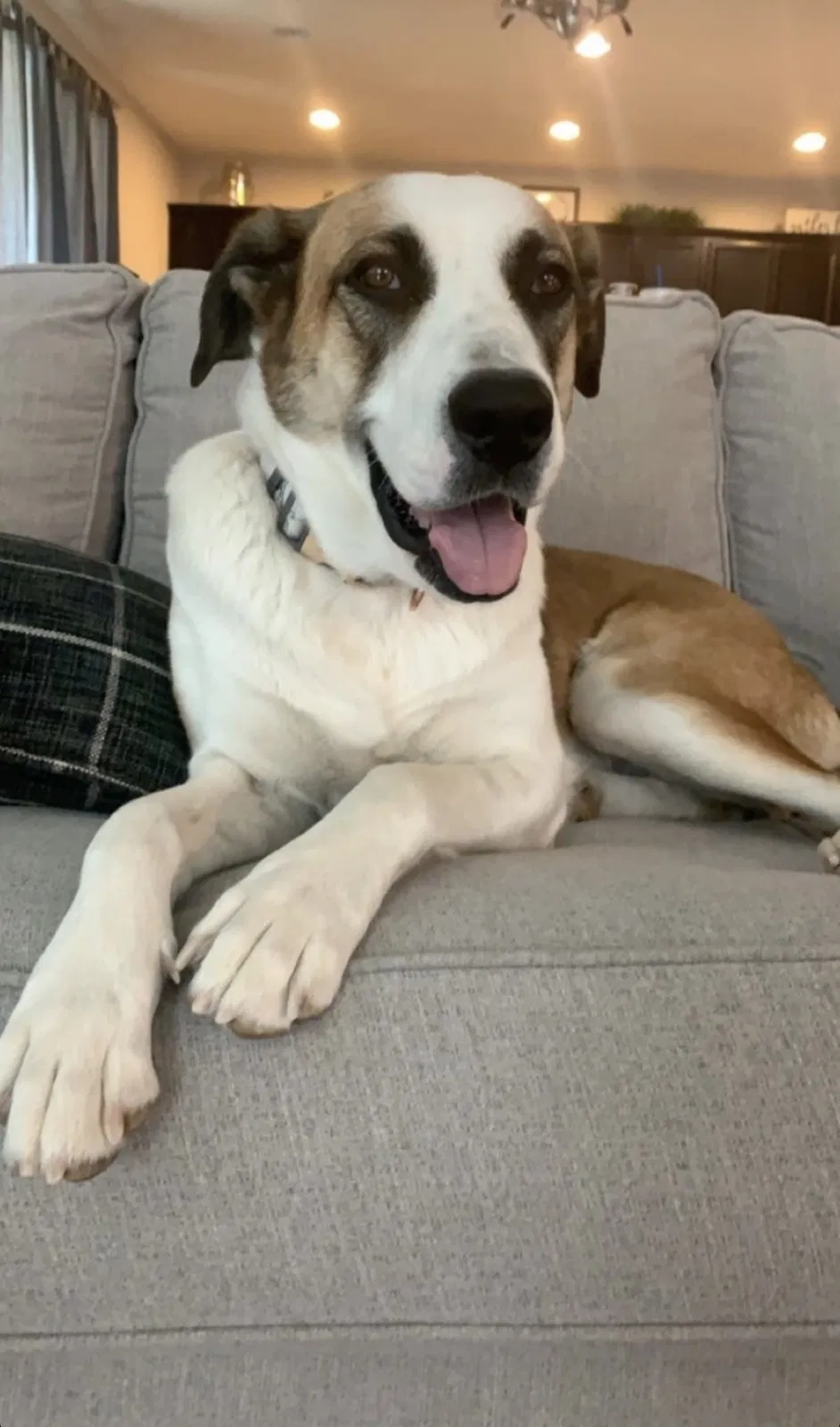 Lost dog in Tucson, AZ, 85756
