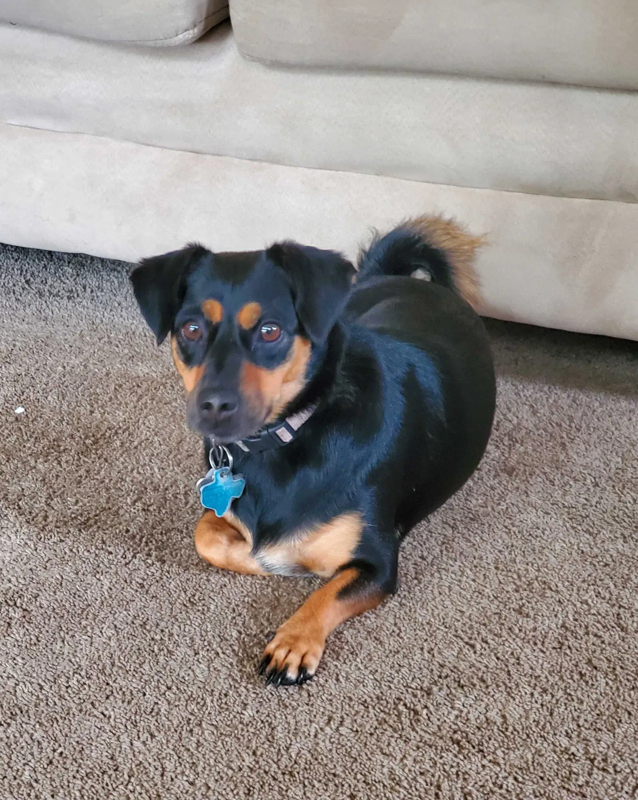 Lost dog in Corpus Christi, TX, 78405