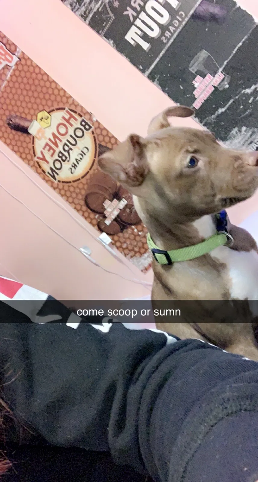 Lost dog in Gaston, SC, 29053
