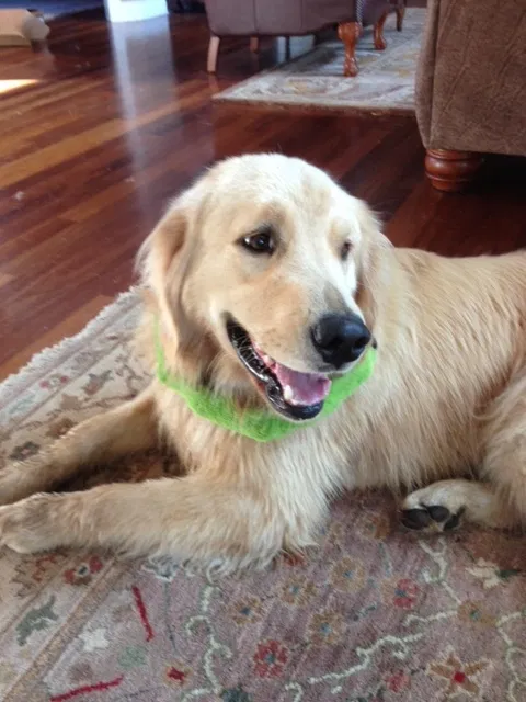 Lost dog in Mount Vernon, WA, 98274