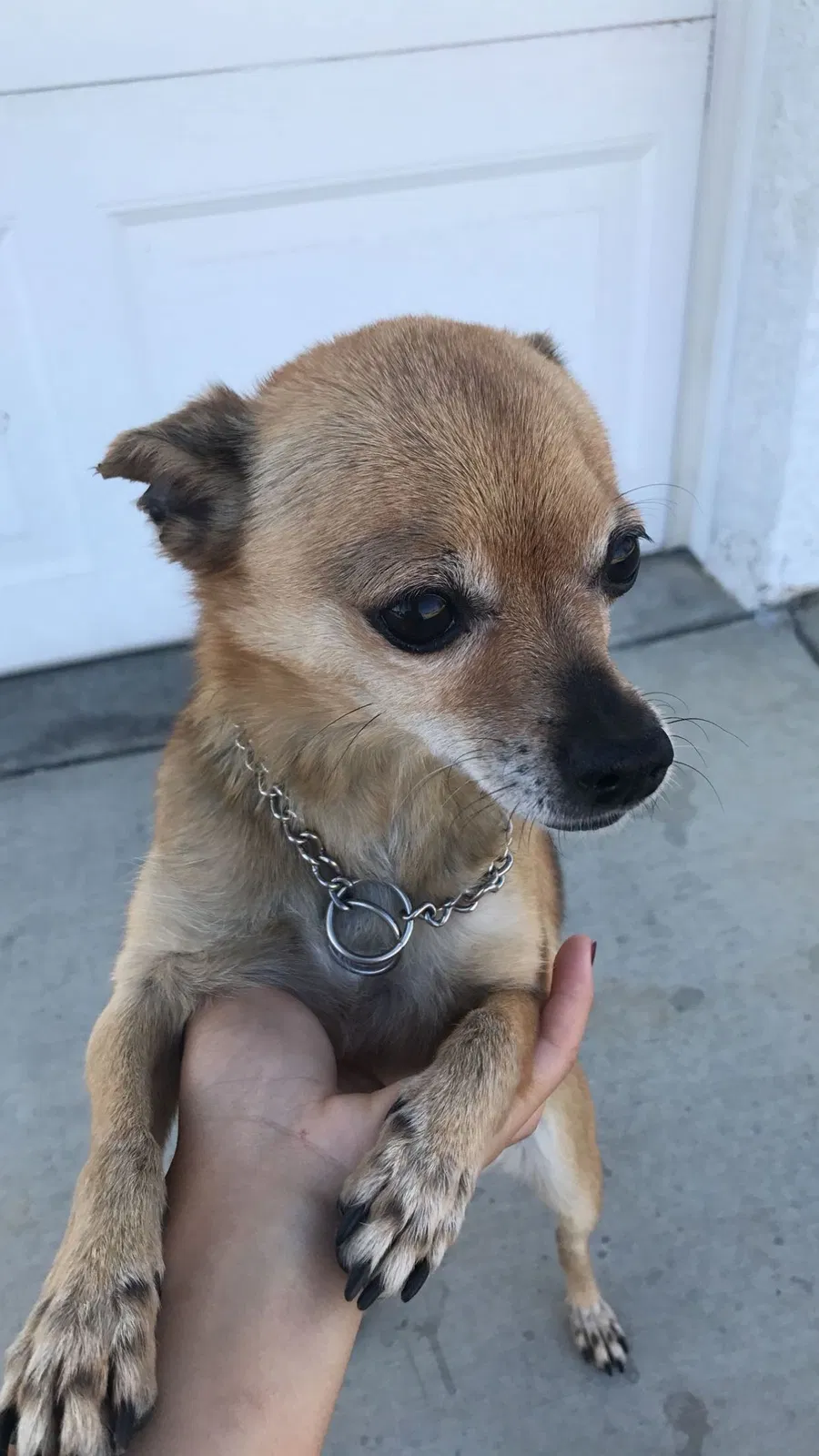 Lost dog in Hesperia, CA, 92345