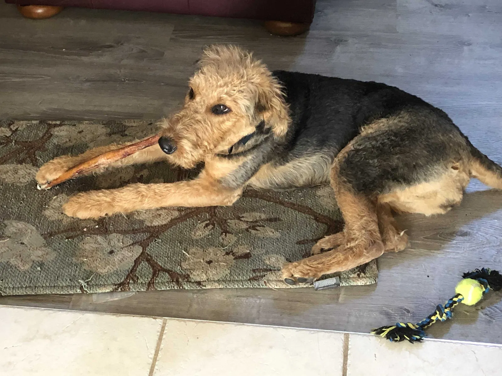 Lost dog in Liberty, MO, 64068