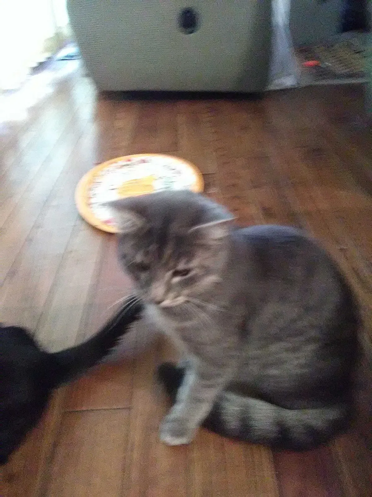 Lost cat in Washington, MO, 63090