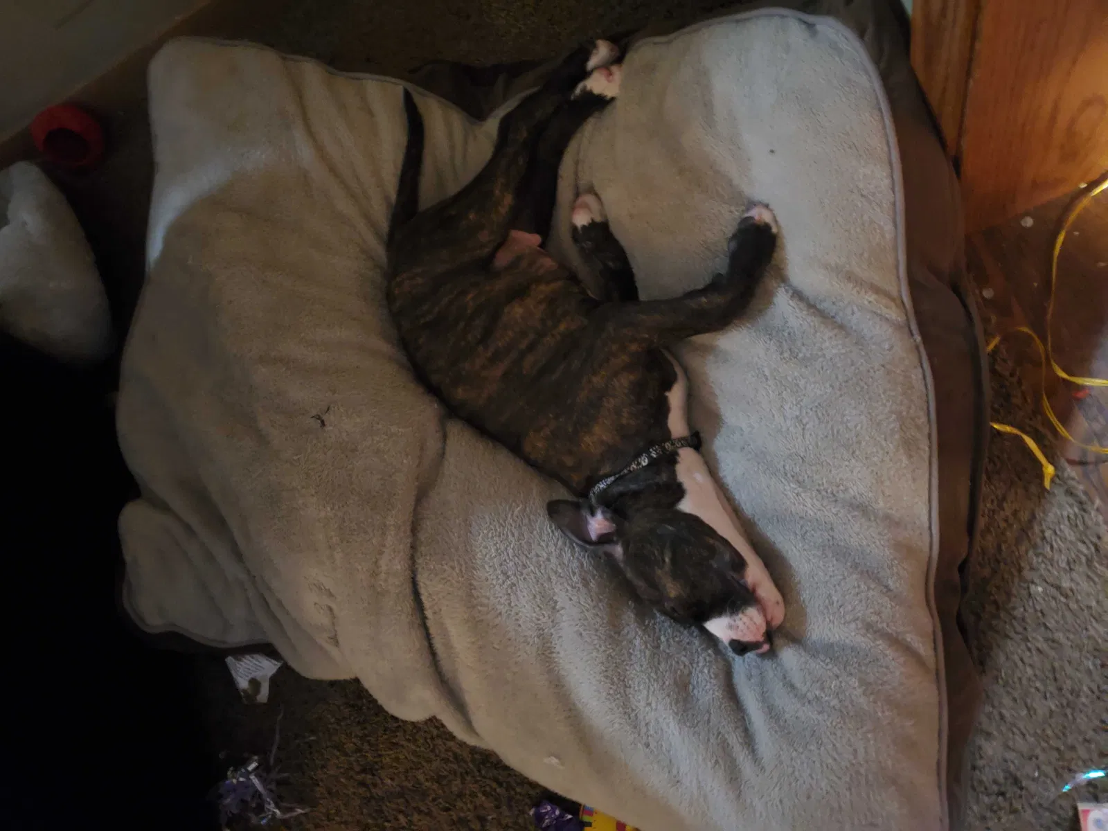 Lost dog in Saint Cloud, MN, 56303