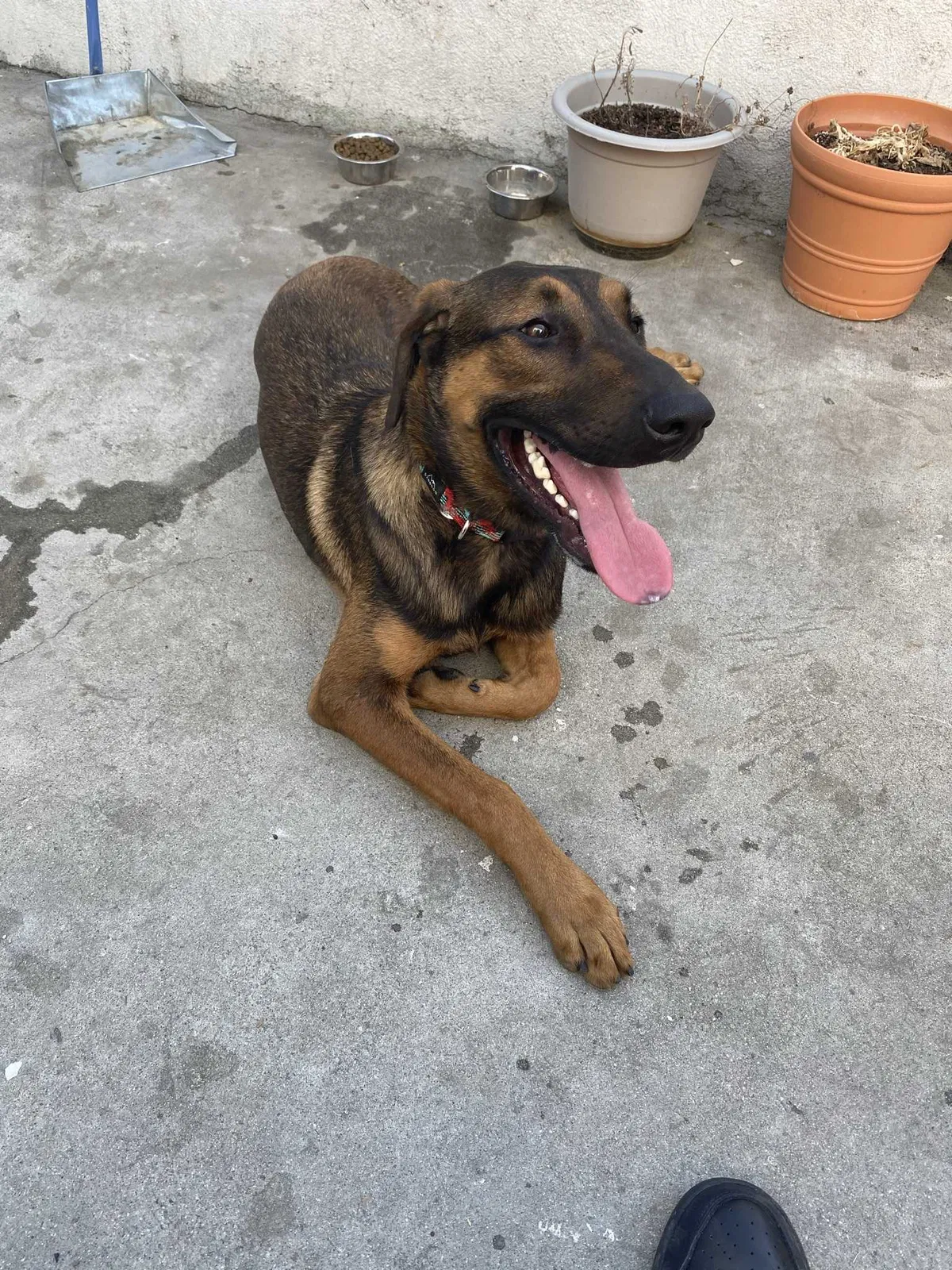 Lost dog in Los Angeles, CA, 90003