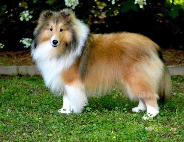Lost dog in Plant City, FL, 33563