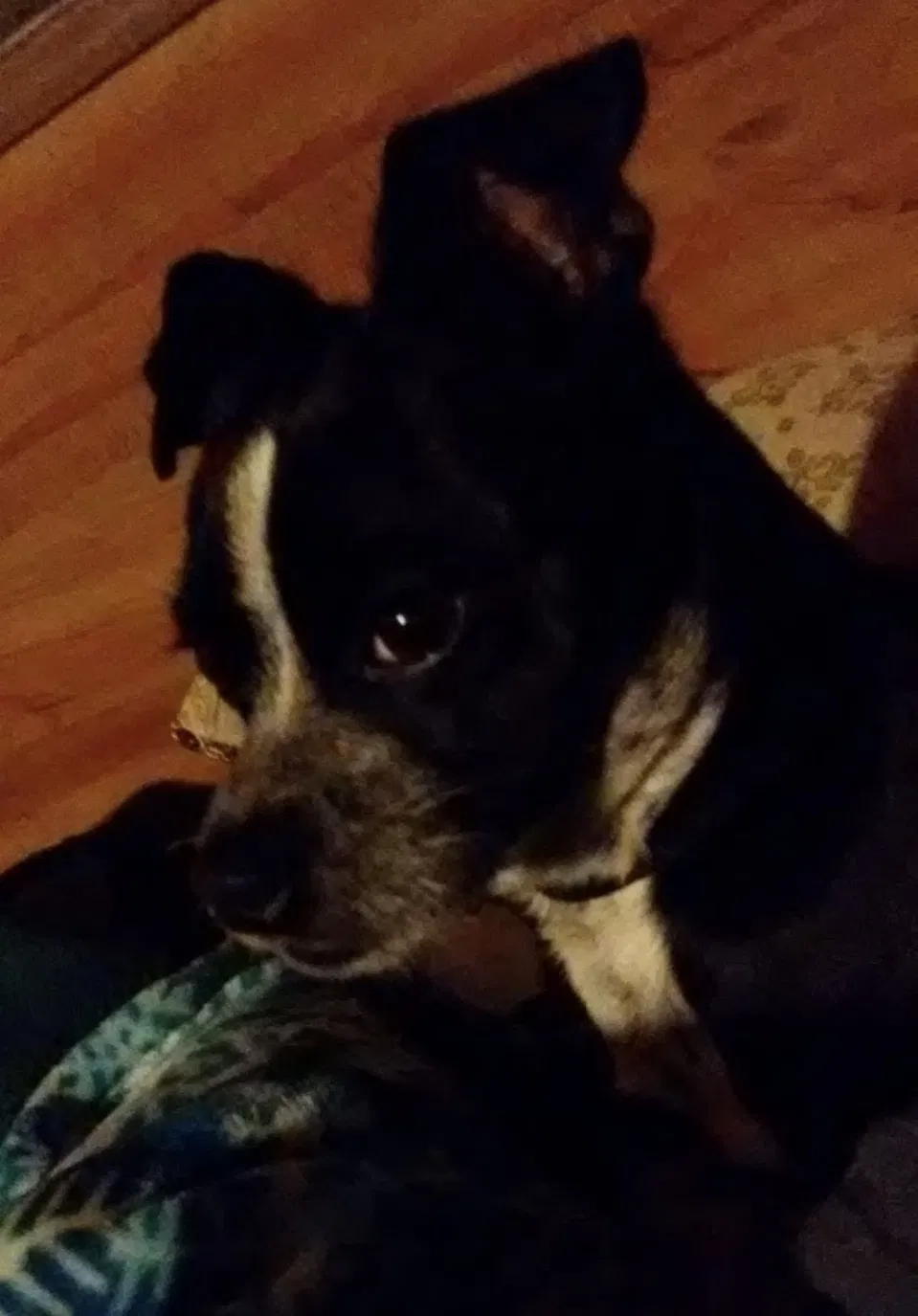 Lost dog in Hollister, CA, 95023