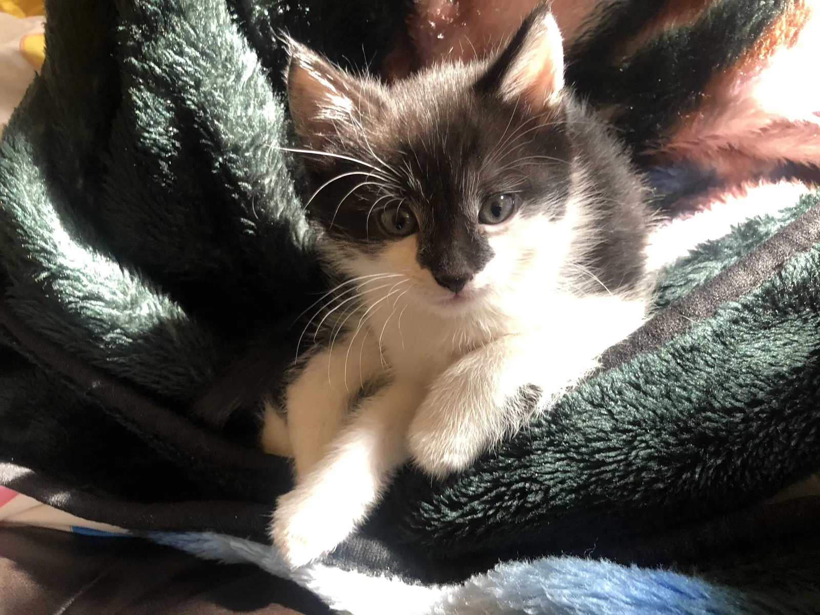 Lost cat in York, PA, 17401