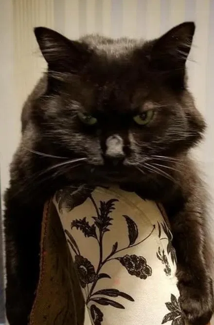 Lost cat in Silver Spring, MD, 20904