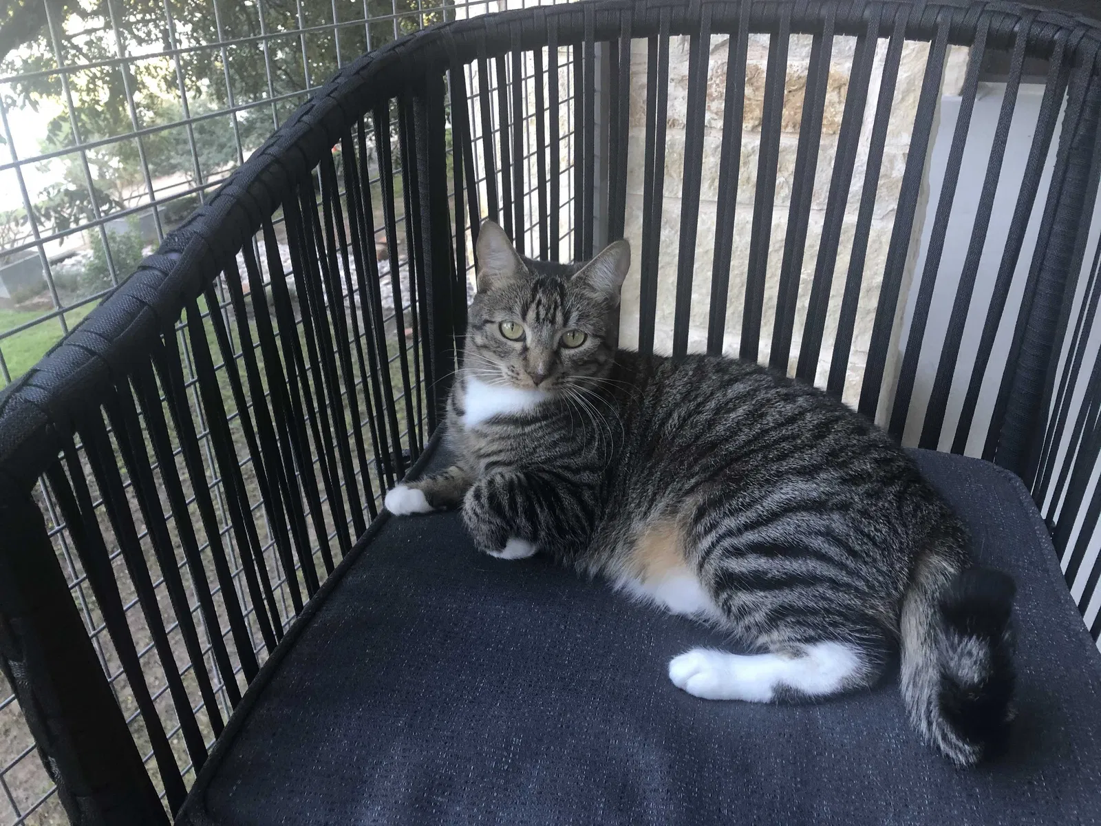 Lost cat in Bastrop, TX, 78602
