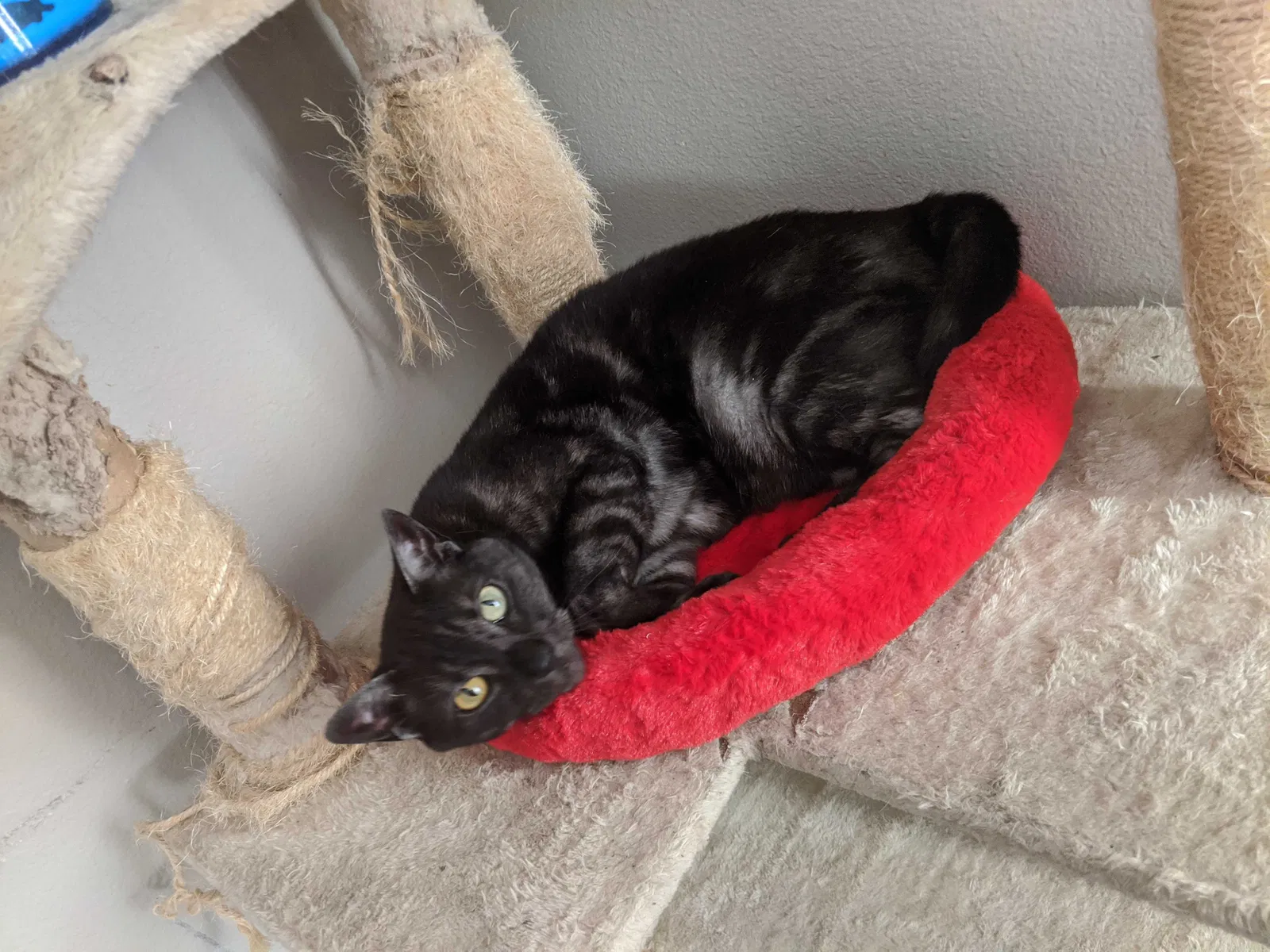 Lost cat in Euless, TX, 76040