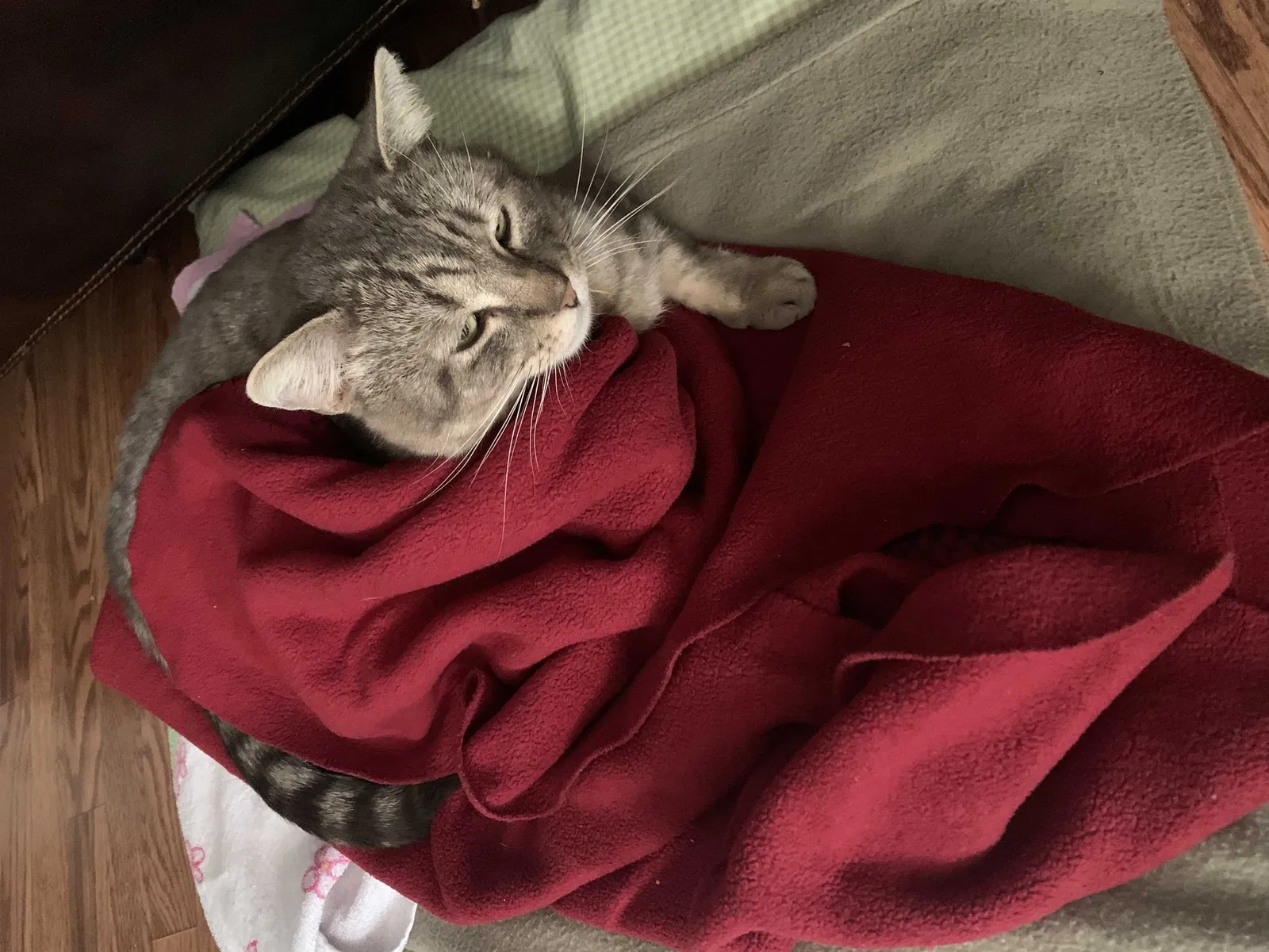 Lost cat in Harker Heights, TX, 76548
