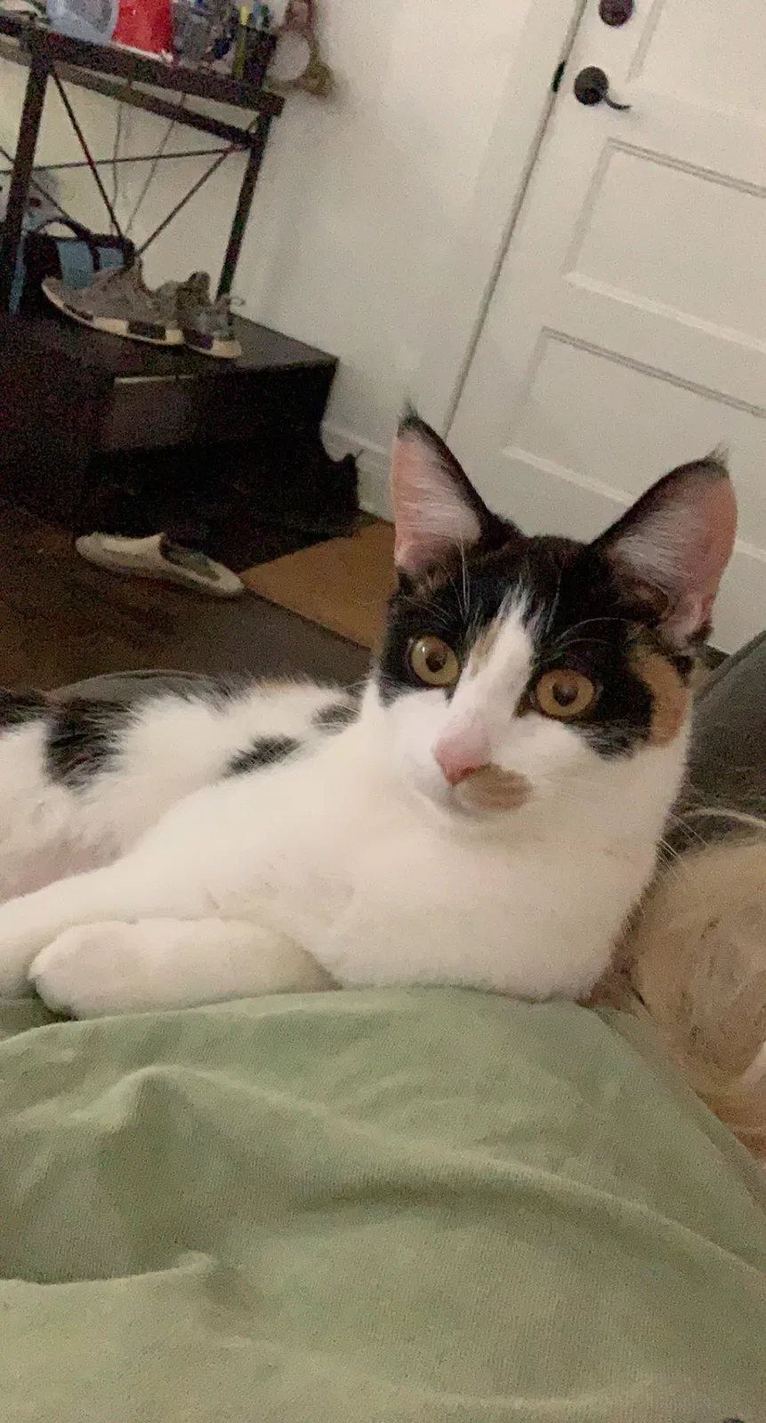 Lost cat in Oklahoma City, OK, 73103
