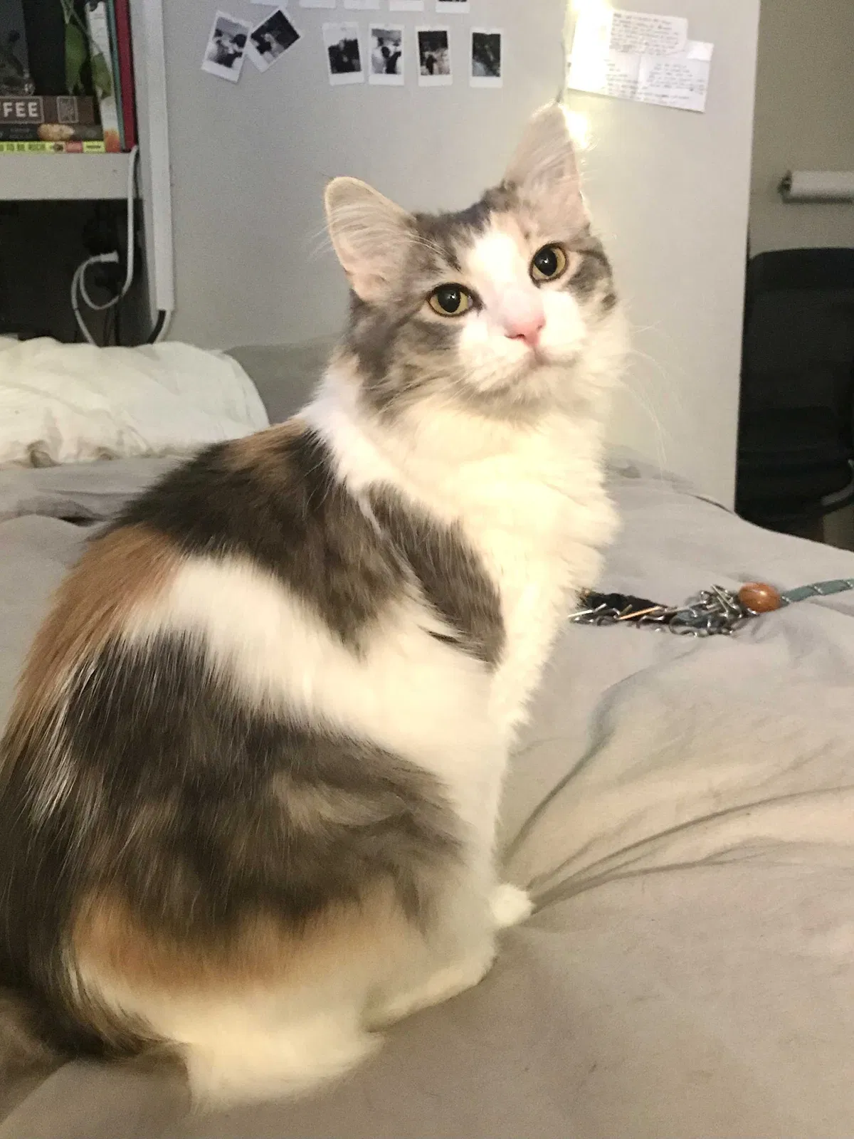 Lost cat in Arvada, CO, 80001