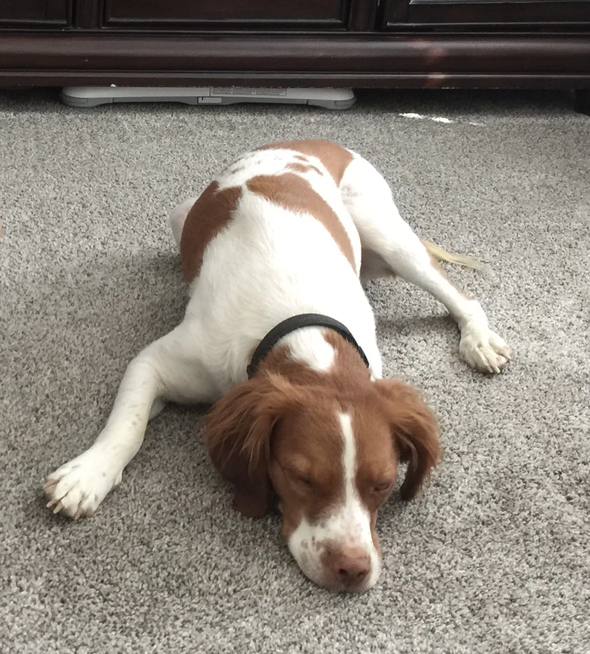 Lost dog in American Falls, ID, 83211