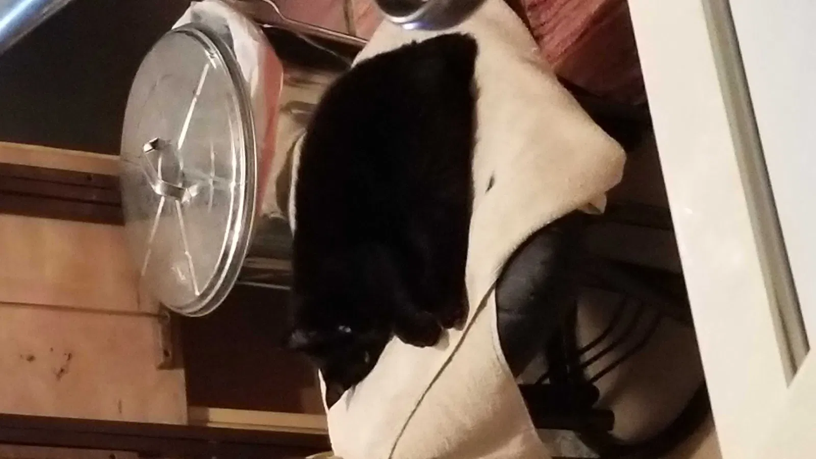 Lost cat in Thornton, CO, 80241