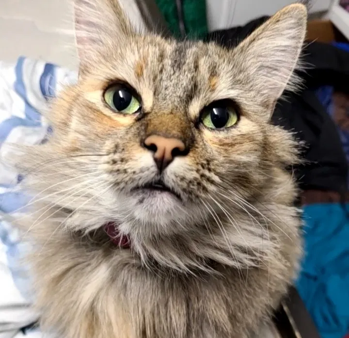 Lost cat in Rancho Cordova, CA, 95670