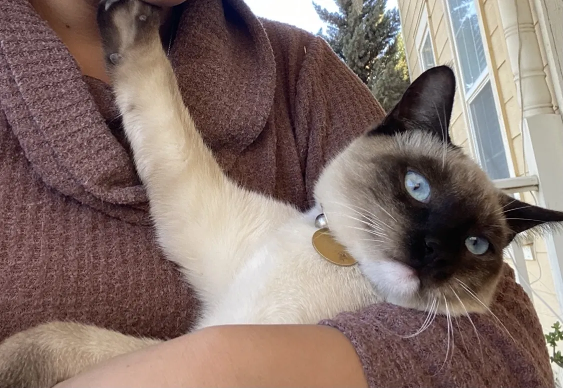 Lost cat in Greenfield, CA, 93927